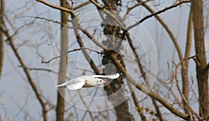 The flight of the common gull