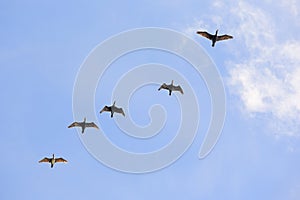 Flight of cormorants flock