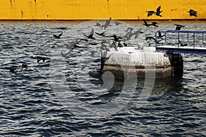 Flight of cormorants