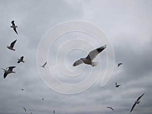 Flight of covey of gulls on a background sky.