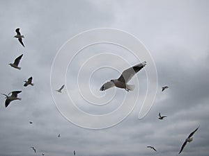 Anos de rebano de gaviotas sobre el el cielo 