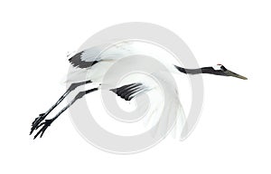 Flight of crane. Isolated on white. The red-crowned crane.