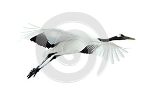 Flight of crane. Isolated on white. The red-crowned crane. Scientific name: Grus japonensis, also called the Japanese  or