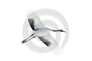 Flight of crane. Isolated on white. The red-crowned crane. Scientific name: Grus japonensis, also called the Japanese  or