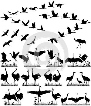 Flight of cranes and pairs of cranes in silhouettes