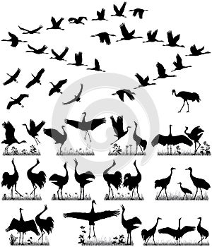 Flight of cranes and pairs of cranes in silhouettes photo