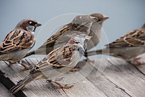 Flight of curious sparrows
