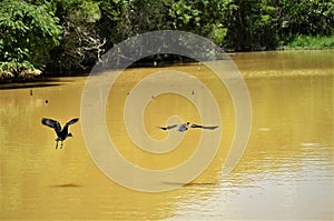 The flight of Dendrocygna viduata ducks in the lake