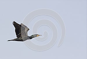 In flight Double-crested Cormorant, Phalacrocorax auritus