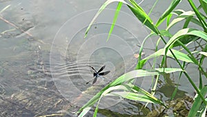 The flight of a Dragonfly Beautiful Demoiselle Calopteryx virgo male, slow motion. Slowed down  twenty times from 480 fps to 24