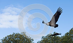 Flight of eagles through the forest