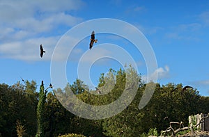 Flight of eagles through the forest