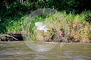 Flight of the Egret