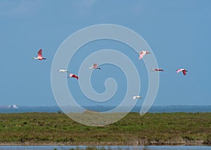 Flight of Egrets and Spoonbills over the Gulf Coast