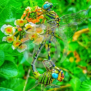 Flight of Elegance: Majestic Dragonfly in Natural Habitat