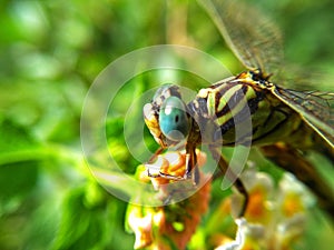 Flight of Elegance: Majestic Dragonfly in Natural Habitat