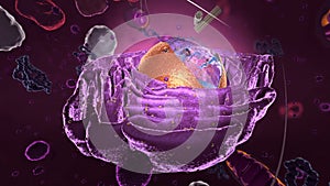 Flight through an Eukaryote, showing organelles inside