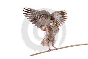 flight European scops owl photo