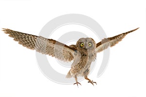 Flight European scops owl photo