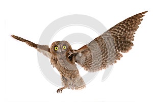 flight European scops owl photo