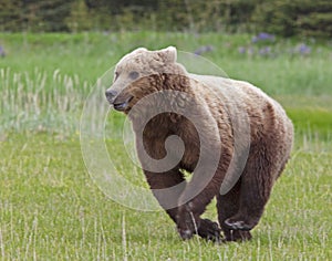 Flight fight stress brown grizzly bear cub running danger