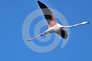 The flight of the Flamingo photo