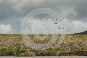 Flight of flamingos approaching head-on.