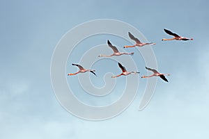 Flight of flamingos in a V-shaped formation.
