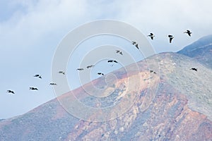 Flight of a flock of pelicans, over the Pacific Ocean