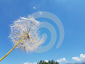 flight flying seed dandelion travel concept migration