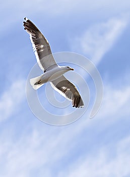 Flight, freedom and bird in sky with clouds, animals in migration and travel in air. Nature, wings and seagull flying