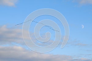 A flight of geese in the south of Sweden