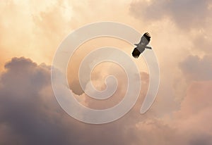 Flight and glory. Steppe eagle flying against cloudy evening sky