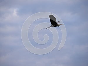 Flight of Gray Heron, Ardea cinerea