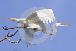 Flight of great egret photo