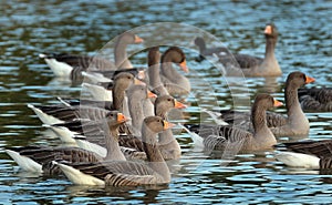 A flight of greylag geese.