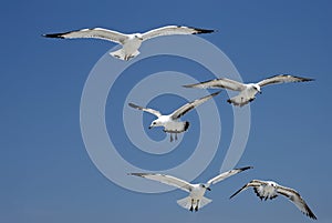 Flight of Gulls photo