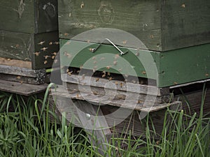 Flight hole of a hive with flying worker bees