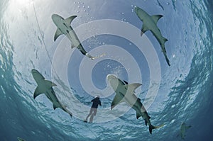 Flight of the lemon sharks photo