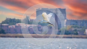 The flight of the little egret in beautiful sunset sky over water. A heron flies over a city pond during an orange-pink sunset