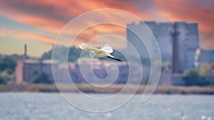 The flight of the little egret in beautiful sunset sky over water. A heron flies over a city pond during an orange-pink sunset