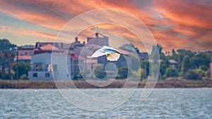 The flight of the little egret in beautiful sunset sky over water. A heron flies over a city pond during an orange-pink sunset