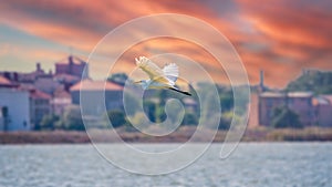 The flight of the little egret in beautiful sunset sky over water. A heron flies over a city pond during an orange-pink sunset