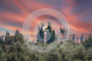 The flight of the little egret in beautiful sunset sky over water. A heron flies over a city pond during an orange-pink sunset