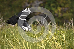 Flight of the Magpie photo