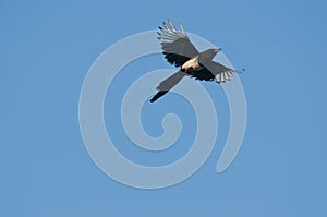 Flight magpie