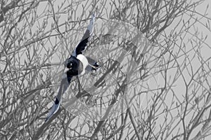 Flight of a Magpie in winter setting
