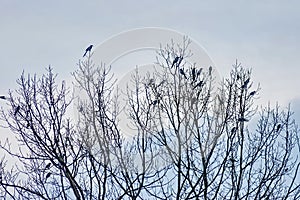 Flight magpie at tree