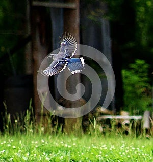 Flight of the Majestic Blue Jay