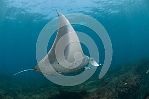 Flight of the Mantaray